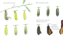 The Monarch